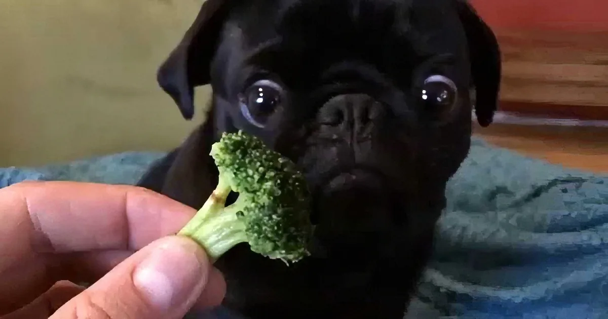 A curious black pug puppy gazes at a hand holding a piece of broccoli.
