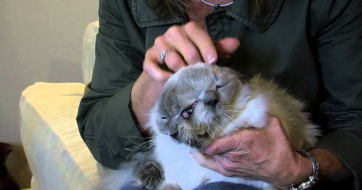 A person gently holds and examines a fluffy cat with a ring on their finger.