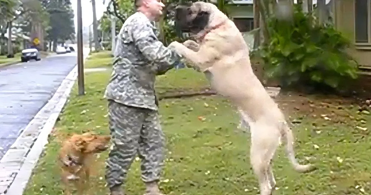 A soldier in camouflage interacts playfully with a large dog on a grassy street corner.