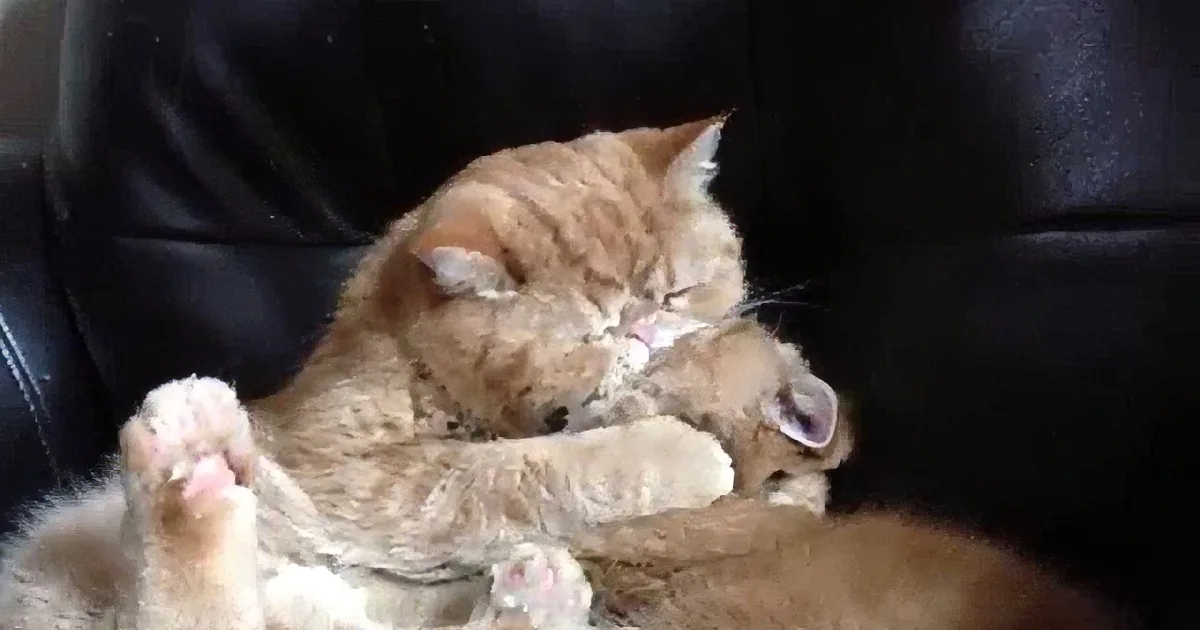 An orange tabby cat is curled up asleep on a black leather chair, with its paws tucked under its chin.
