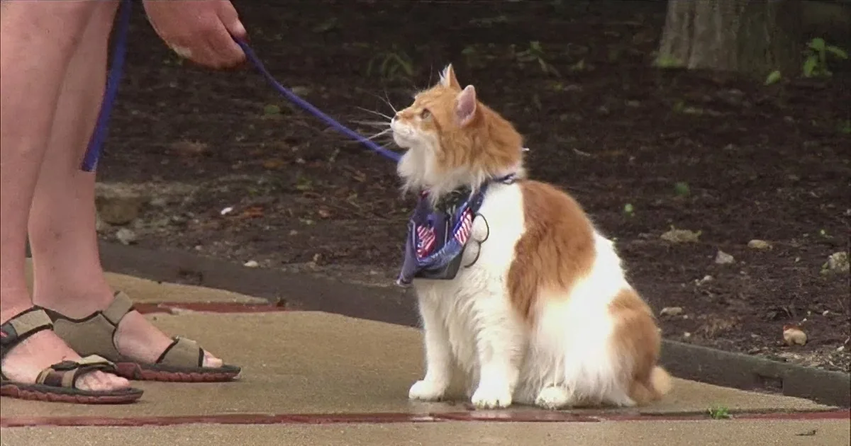 An orange and white cat wearing a harness and leash sits on a sidewalk.