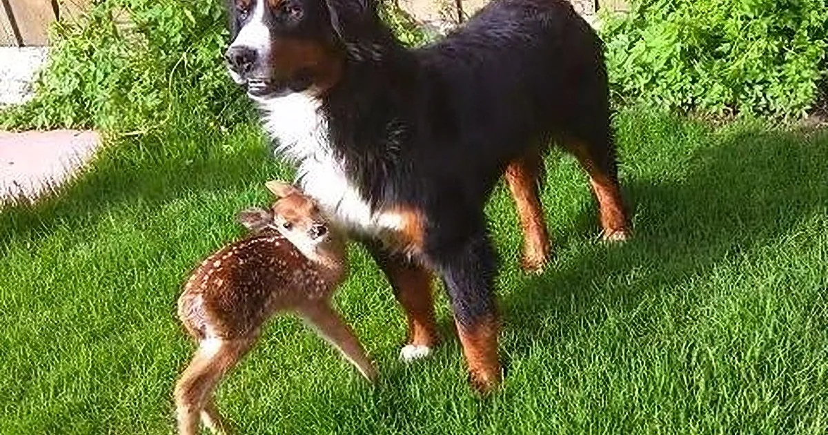This Whitetail Fawn Was Abandoned by His Mother Due to an Injury. You Won't Believe What Happens!