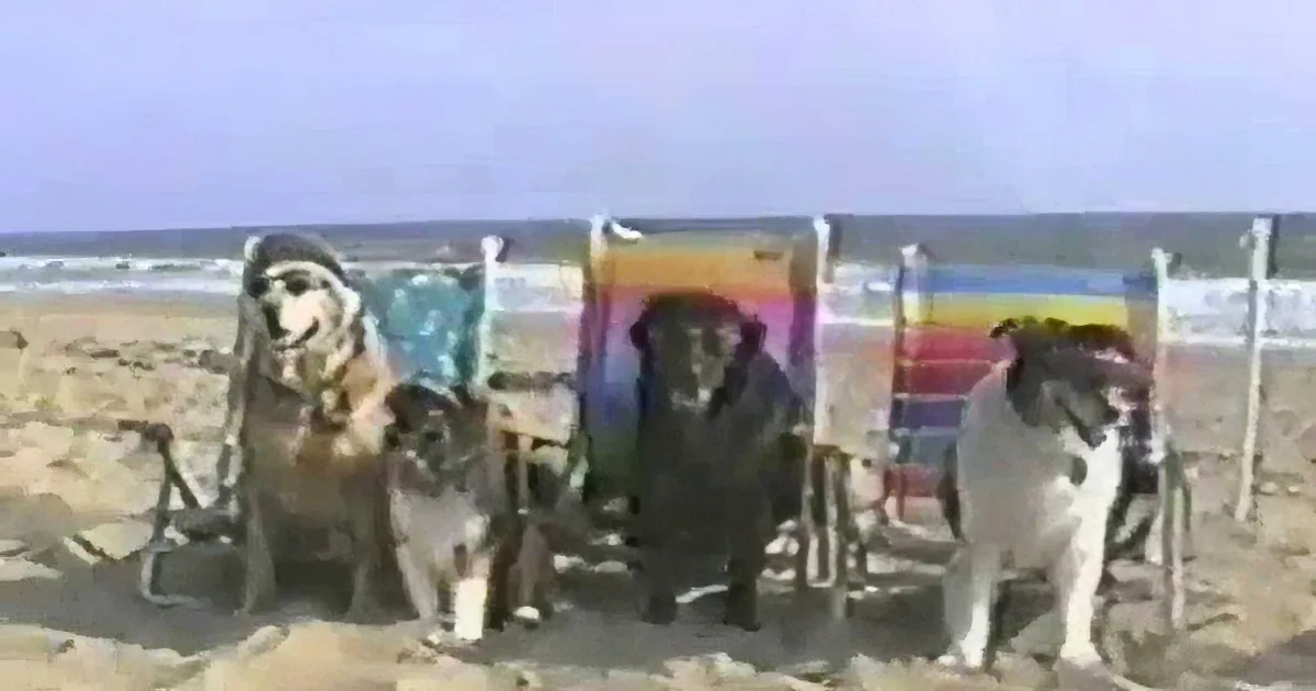 A group of dogs stands on a sandy beach near colorful beach chairs, with the ocean in the background.
