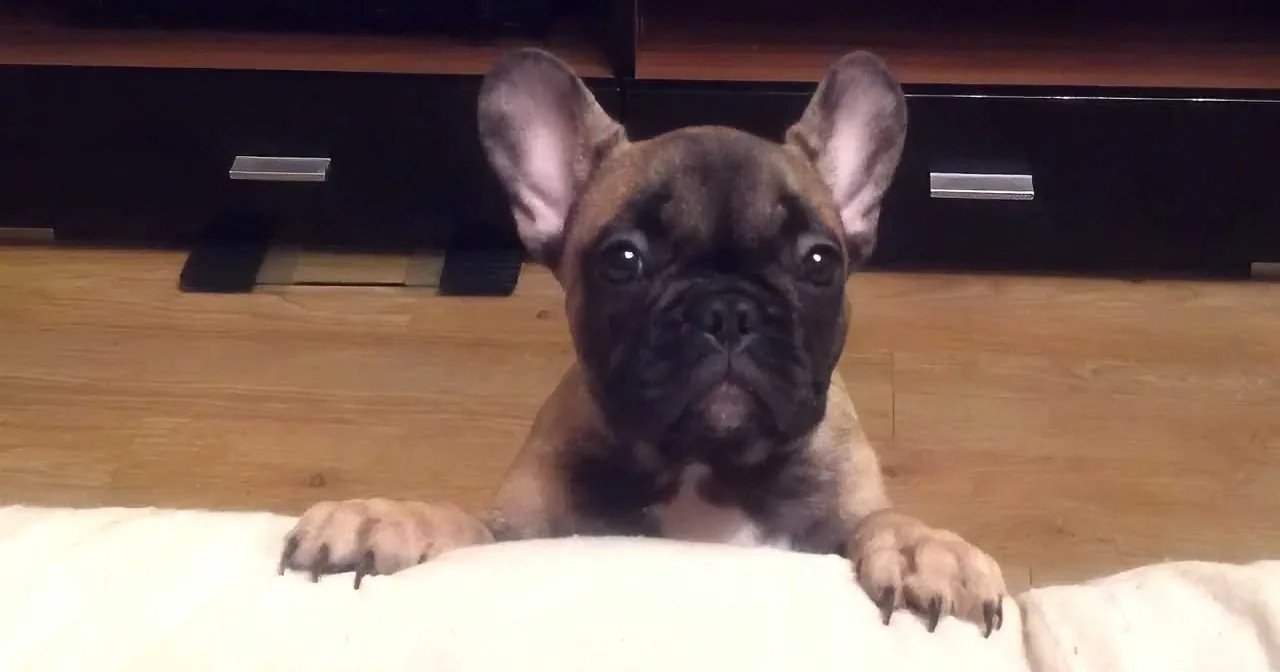 A French Bulldog puppy with a brown and black coat is lying on a wooden floor, looking up with its paws on a white blanket.