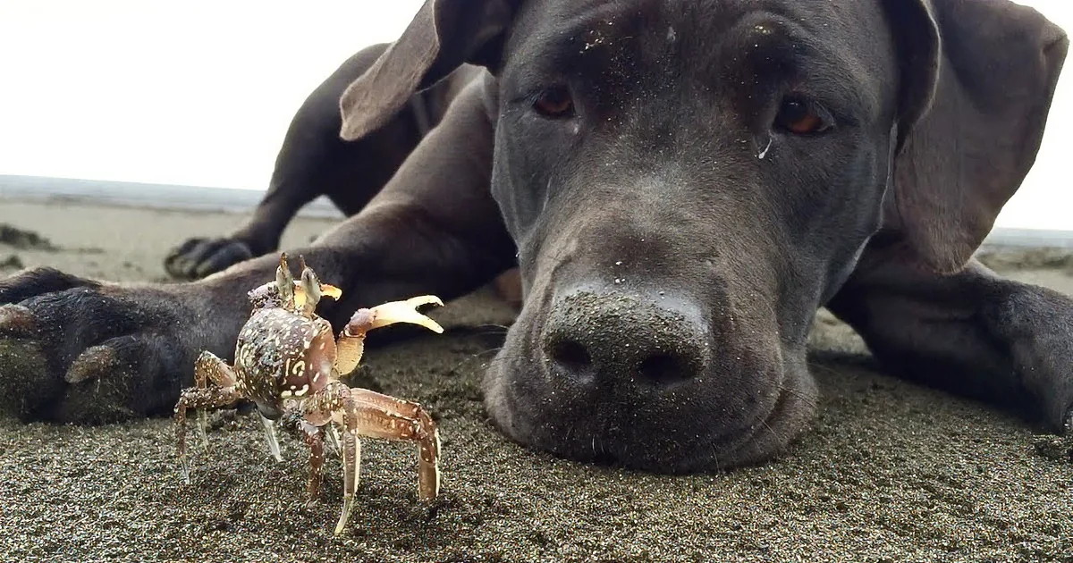 A black dog lies on sand, looking at a small crab in the foreground.