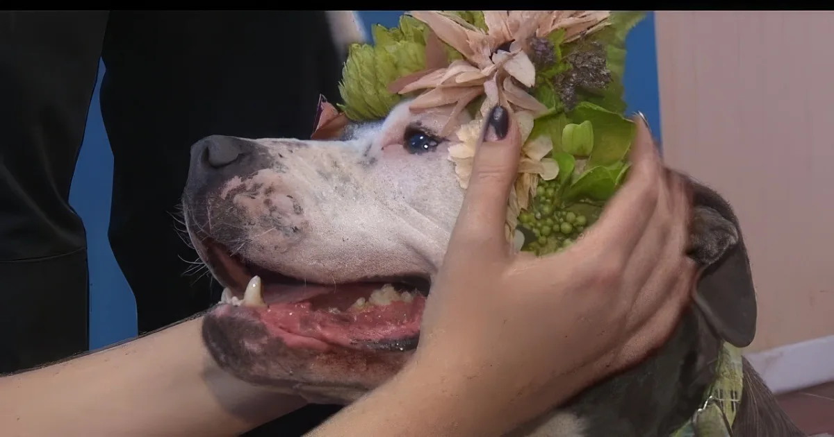 A dog with a flower crown being held by two people, one with a tattooed arm.