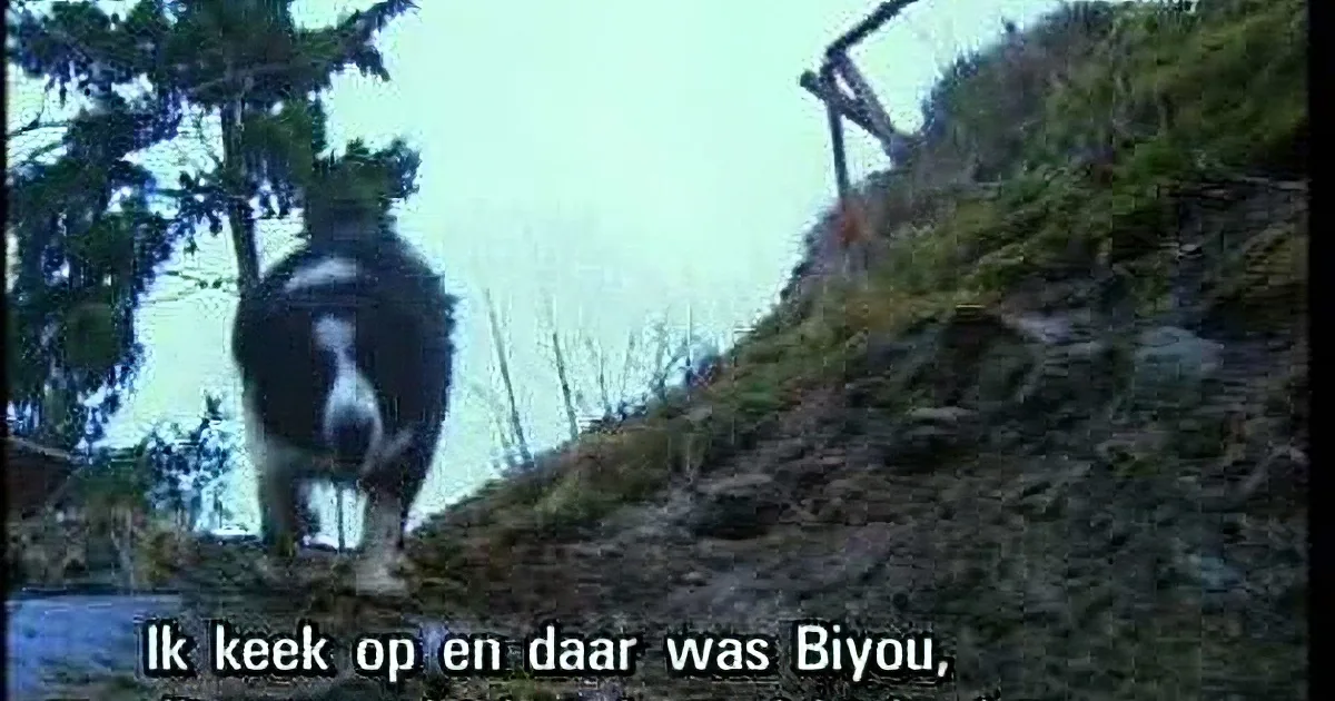 A black and white dog stands on a rocky path, looking up, with subtitles in Dutch at the bottom.