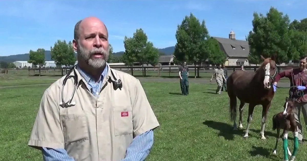 A man in a tan jacket stands in a grassy field with horses, one with a green leg wrap.