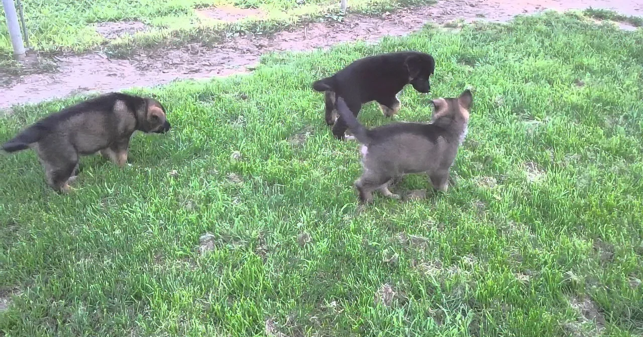 Four playful puppies explore a grassy yard, their curious movements capturing a moment of youthful energy.