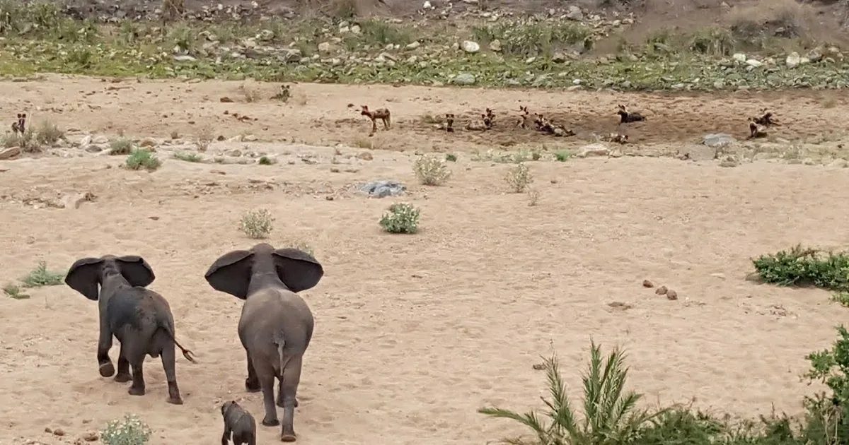 Two elephants walk away, while a group of wild dogs rests in the sandy terrain.