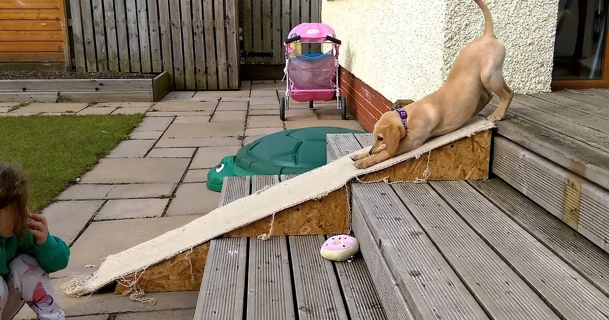 A dog climbs a makeshift ramp while a child watches nearby on a patio.