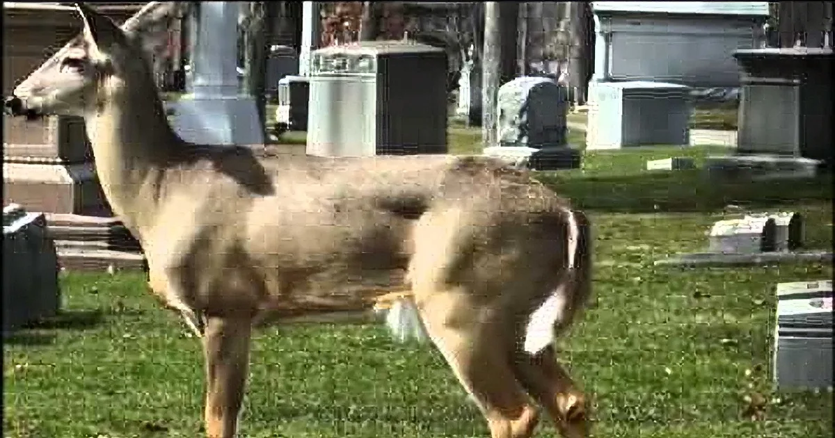 A deer stands in a cemetery with tombstones and grass around it.