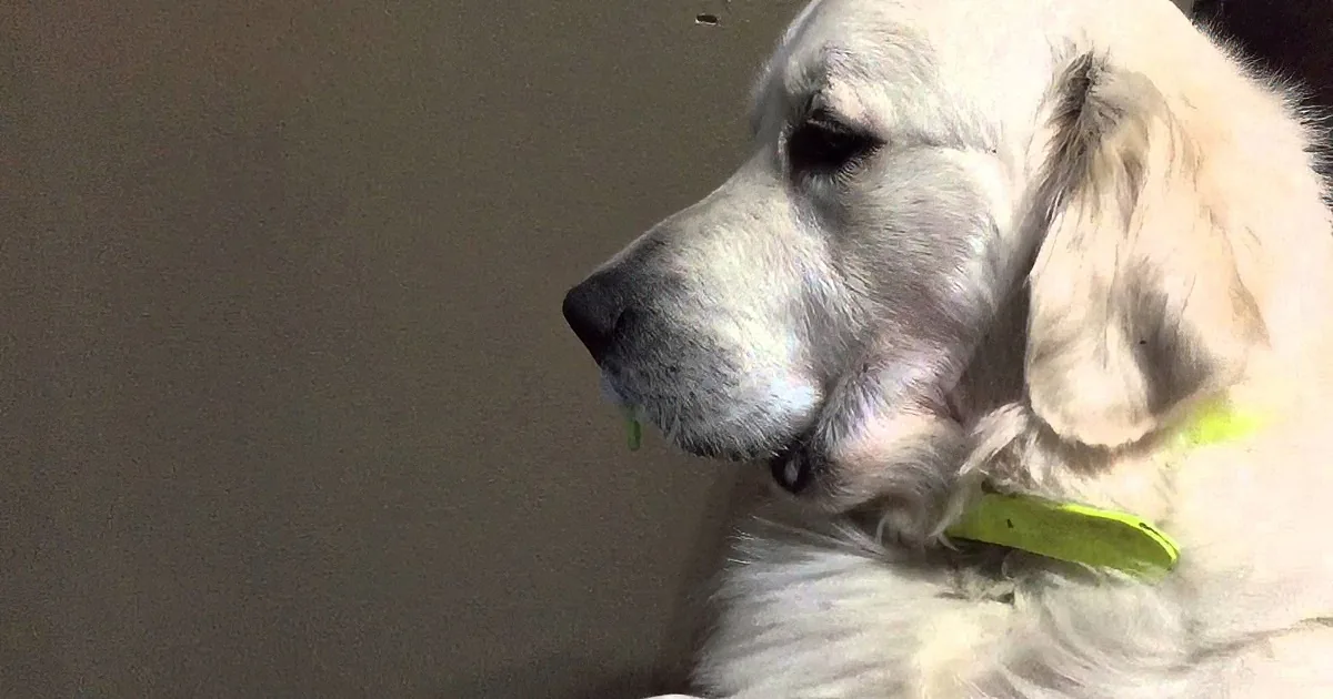 A white dog with a green collar is resting its head on a surface, appearing calm.