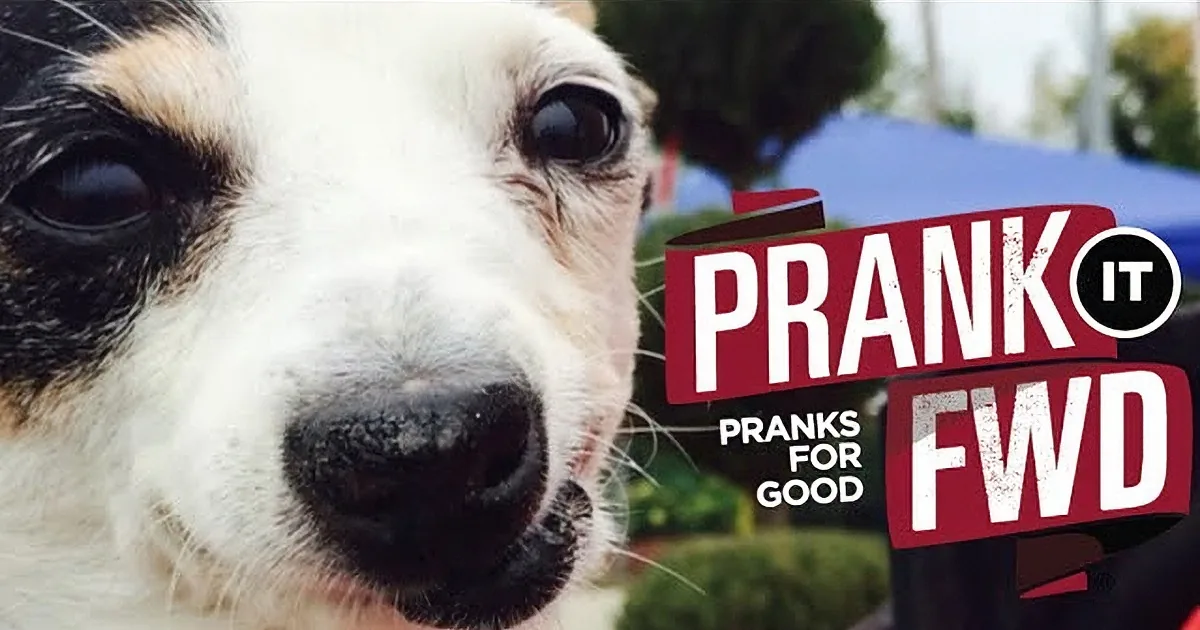 A close-up of a dog's face with a blurred background and text saying "Pranks for Good."