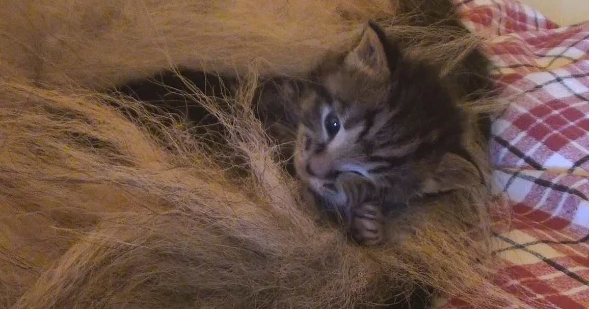 German Shepherd Nurtures Abandoned Kittens. This Surrogate Mom Takes Her Job Very Seriously... Aww!