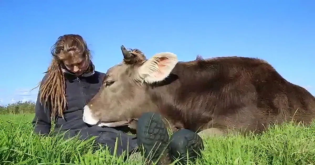 A person in a field pets a cow, both lying down on lush green grass under a clear blue sky.
