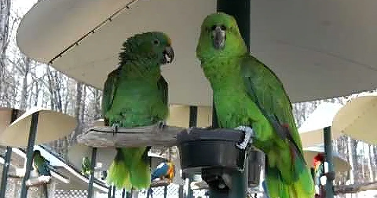 Two green parrots perch on a bird feeder, surrounded by other birds and trees.