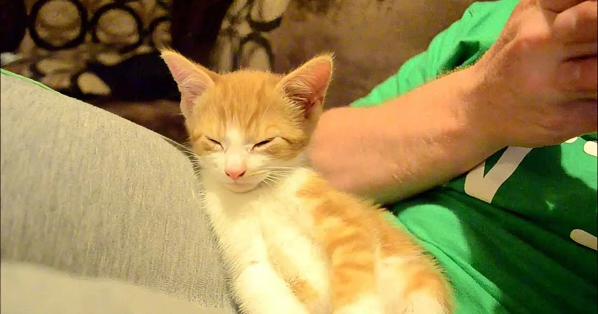 A relaxed orange and white kitten rests on a person's lap, with a green shirt and gray pants visible.