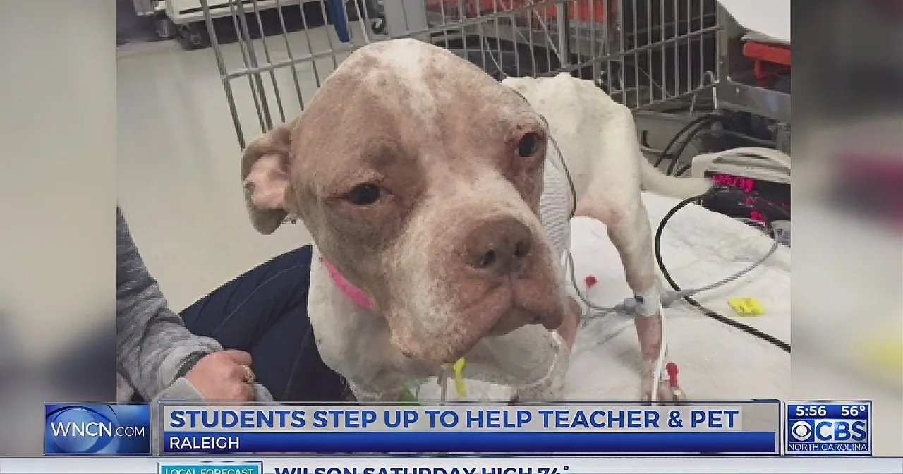 A pit bull dog, recovering in a veterinary setting, is the main subject of this image.