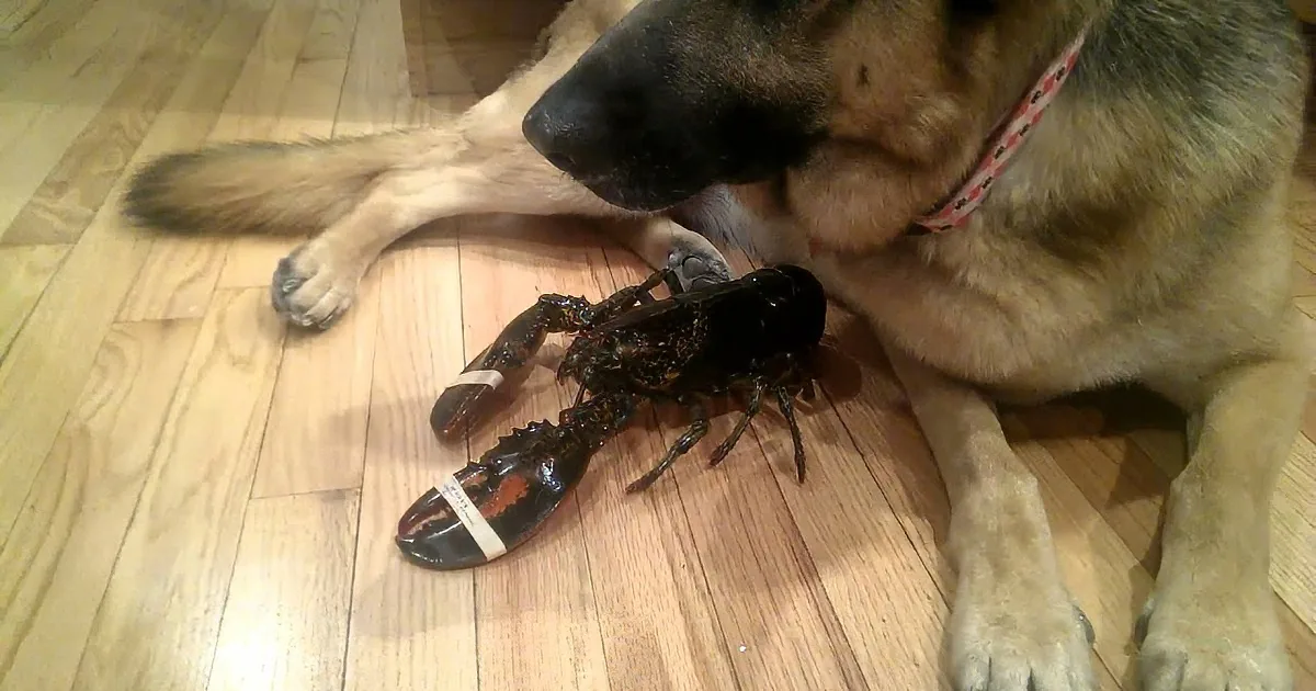 A German Shepherd dog sniffs a lobster on a wooden floor.