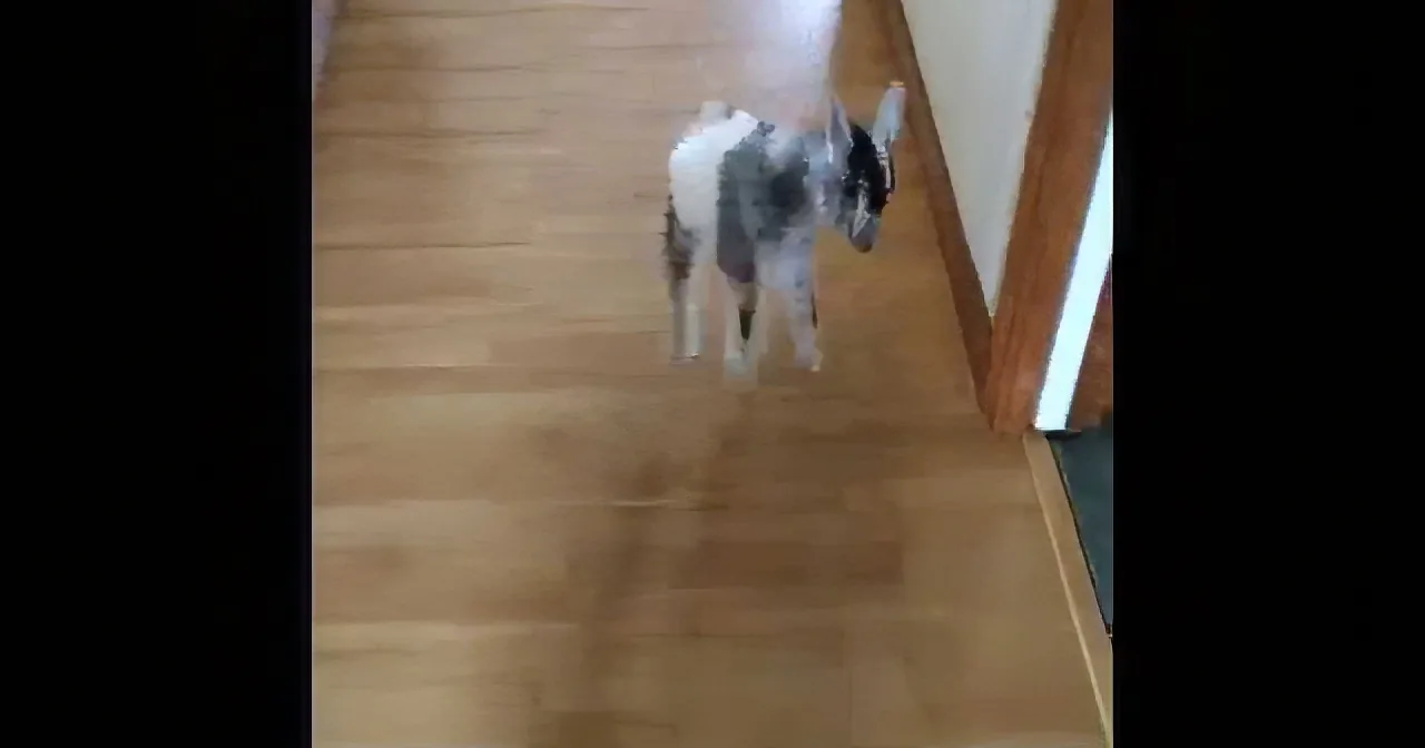 A small goat with black and white patches stands on a wooden floor near a doorway.