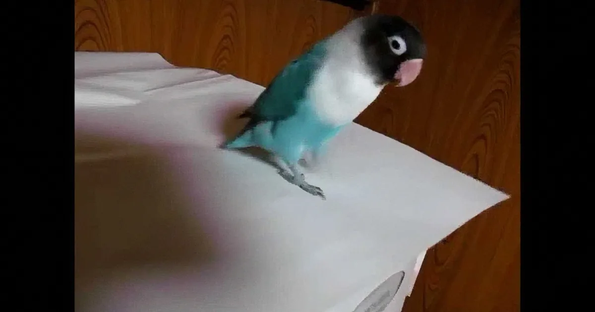 A small bird with a white chest and blue wings perches on a white paper on a wooden surface.