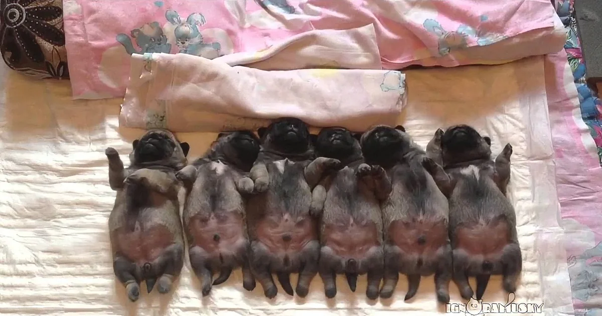 Eight sleeping puppies, mostly black and gray, are arranged in a row on a bed with a pink and white blanket.