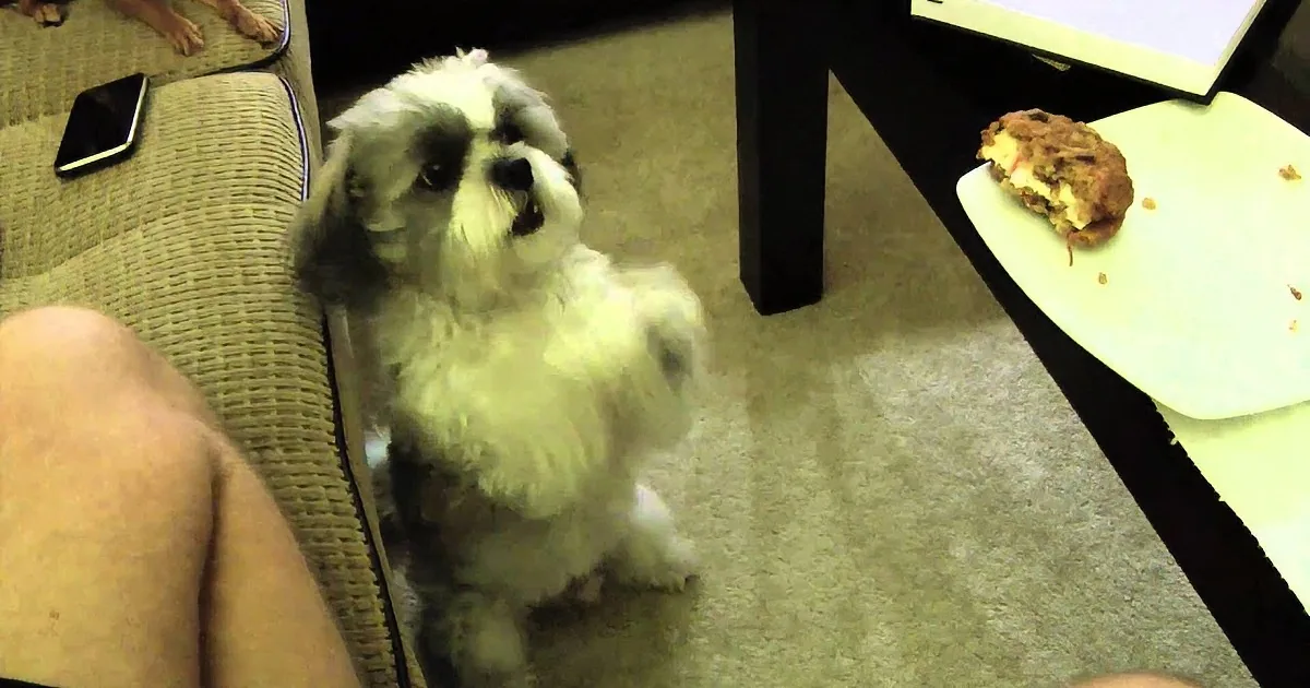 A small white dog with gray patches sits on a carpeted floor, looking up at someone.