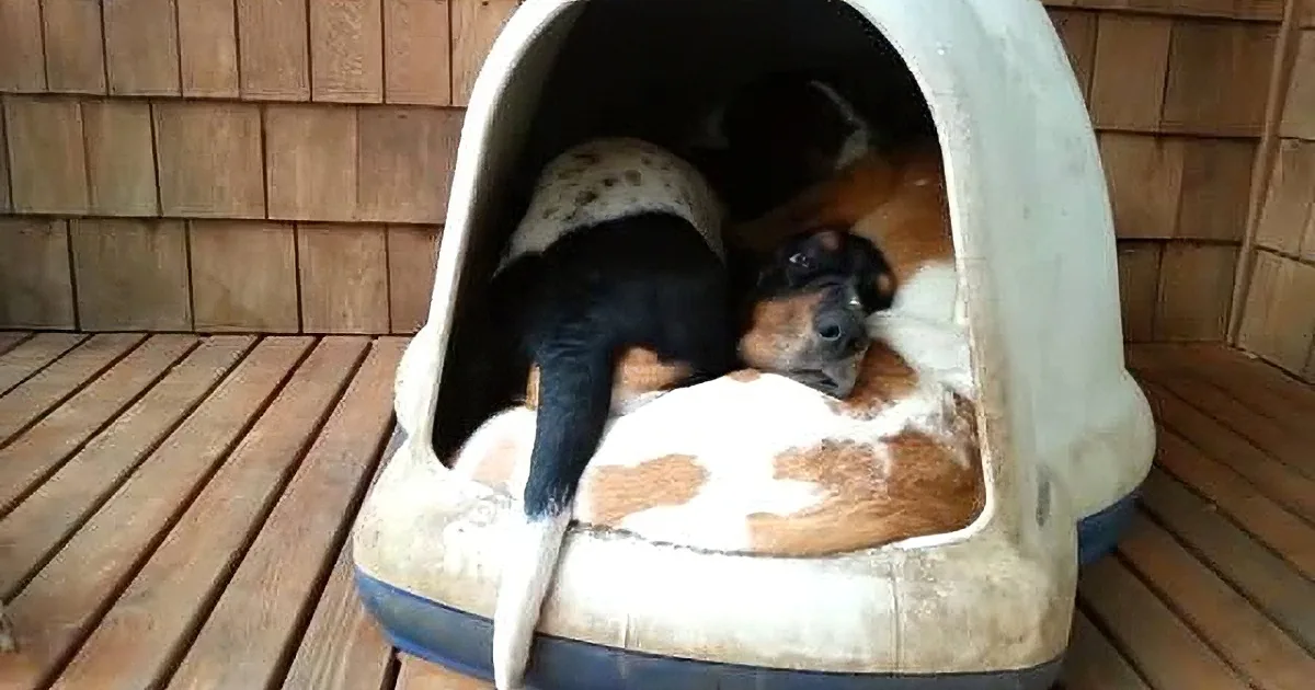 A black and white dog is curled up sleeping in a white dog bed on a wooden deck.