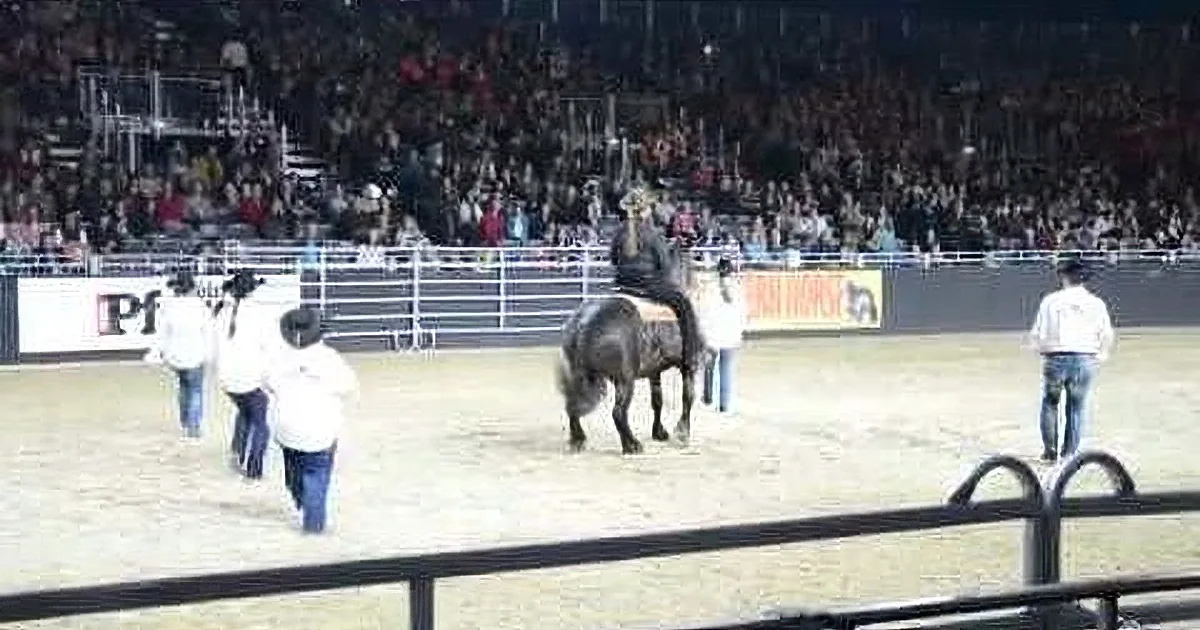 A rider on a horse in a rodeo arena with spectators in the background.