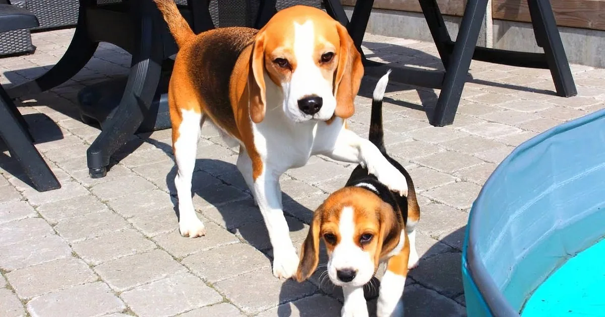 A beagle and two puppies stand on a brick patio, with a blue chair and black table legs nearby.