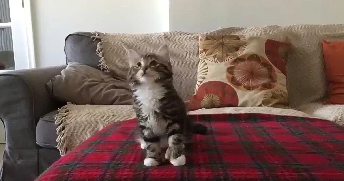 A fluffy gray and white kitten stands on a red plaid blanket, looking up with curiosity.