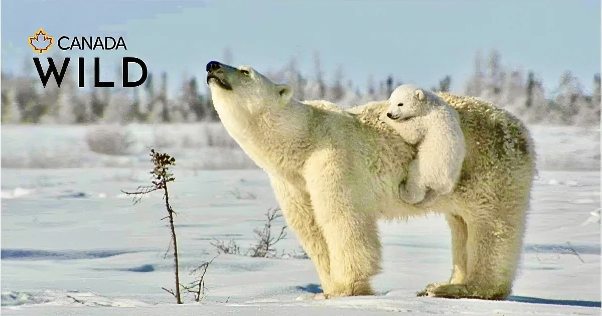 A polar bear family rests together in the snow, with cubs playfully climbing and cuddling.