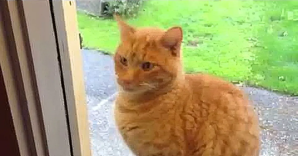An orange tabby cat sits on a doorstep, looking directly at the camera with a curious expression.