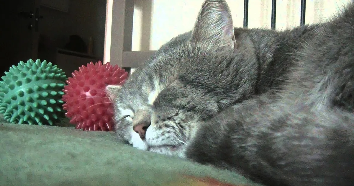 A gray tabby cat is sleeping peacefully on a cushion near two spiky balls.