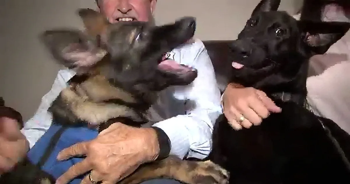 A man holds two German Shepherd puppies, one brown and one black, in his arms.