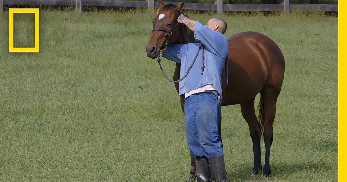 A man in a blue shirt and jeans is grooming a brown horse in a grassy field.