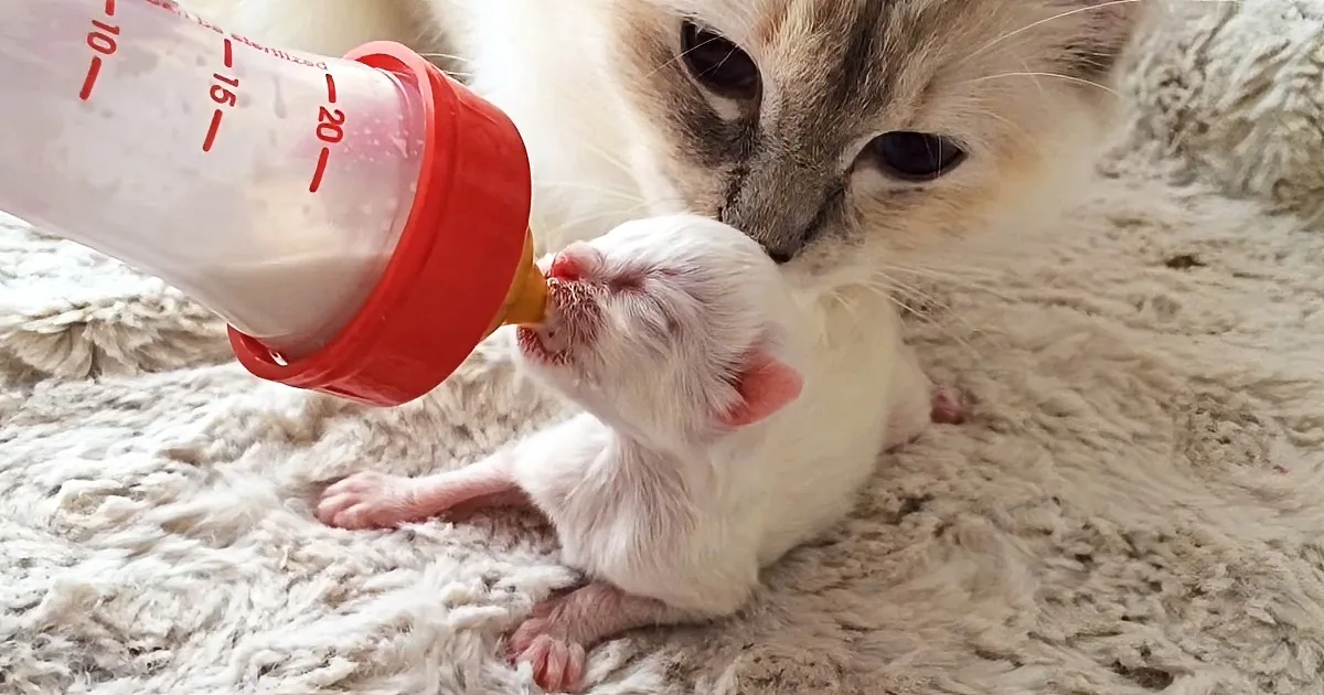 Abandoned by Her Mother at Just 5 Days Old, This Little Kitten Finds Love Again