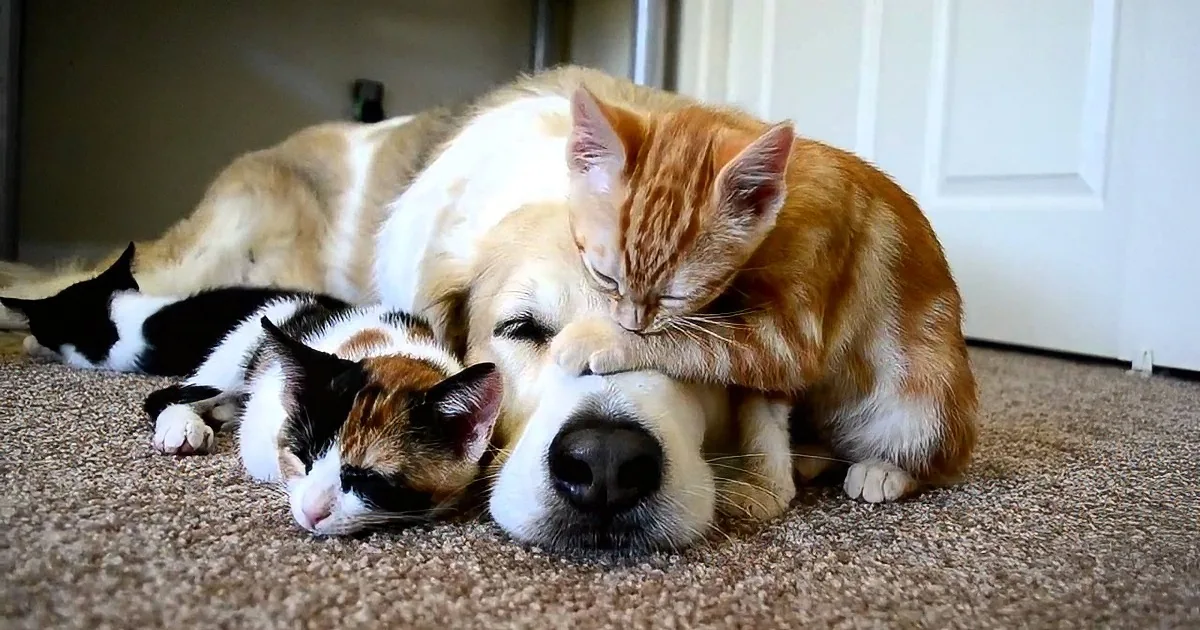 A dog and a cat are cuddling on the floor, both appearing relaxed and content.