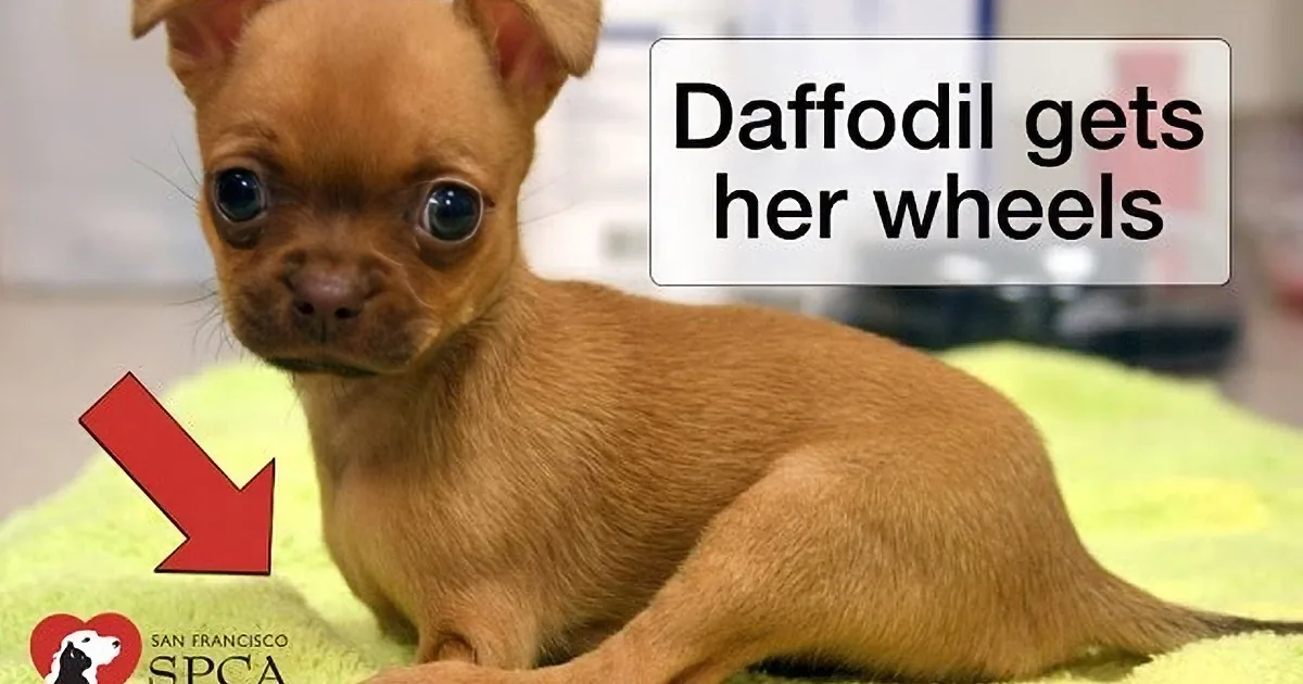 A small Chihuahua puppy named Daffodil is lying on a green blanket, with text indicating she's getting wheels.