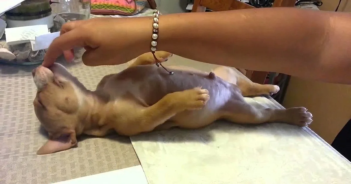 A person gently pets a small, light brown puppy lying on a table.