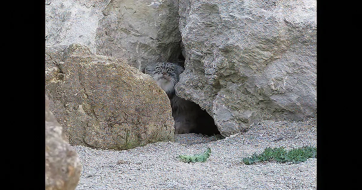 A small, fluffy animal with large eyes peers out from a rocky crevice.