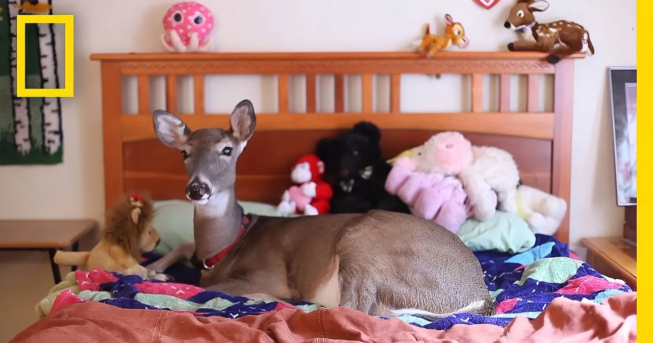 A deer rests on a bed surrounded by stuffed animals and colorful blankets.