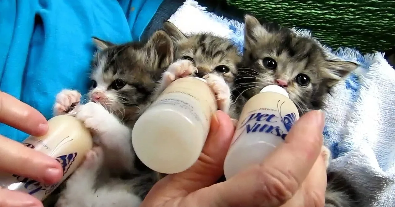 Three tiny kittens being bottle-fed by a person, wrapped in a blue blanket.