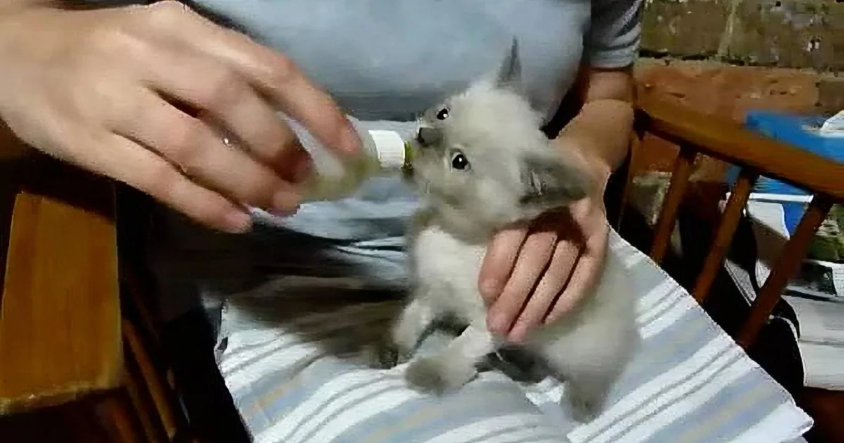 A person holds a small, fluffy, white rabbit being fed with a bottle.