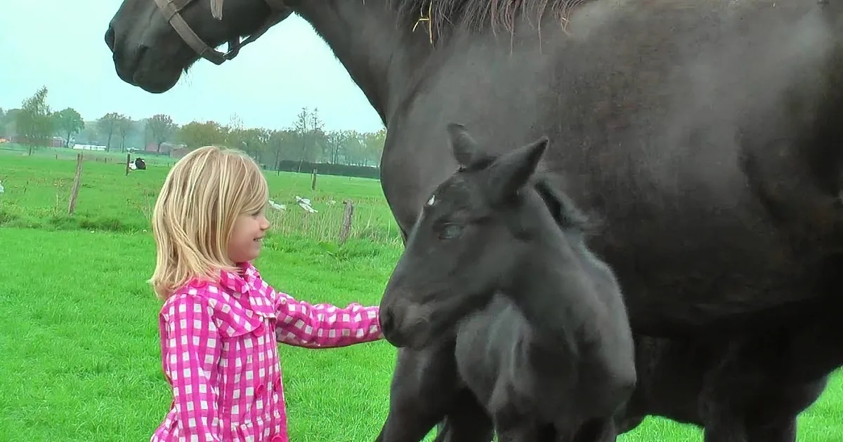 This Majestic Horse Gave Birth to Rare Twin Foals, and This Happened a Few Days Later