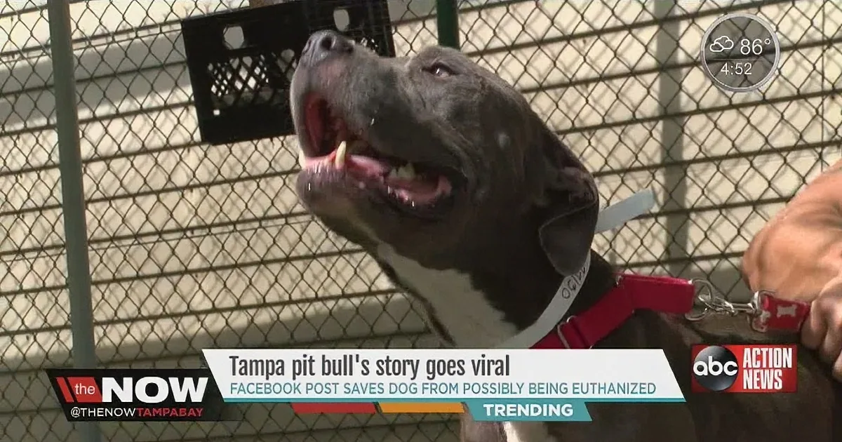 A Tampa pit bull, seemingly happy and healthy, is featured in a news segment about its viral story.