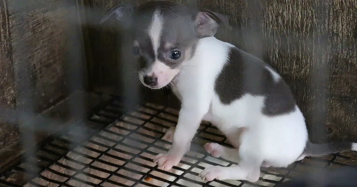 A small black and white puppy sits on a metal grate inside a wooden enclosure.