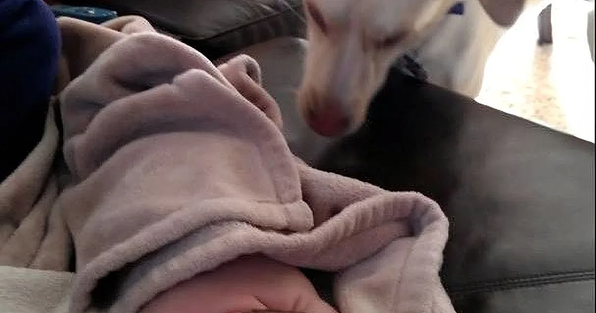 A dog sniffs a person wrapped in a pink blanket, with a cozy indoor setting in the background.