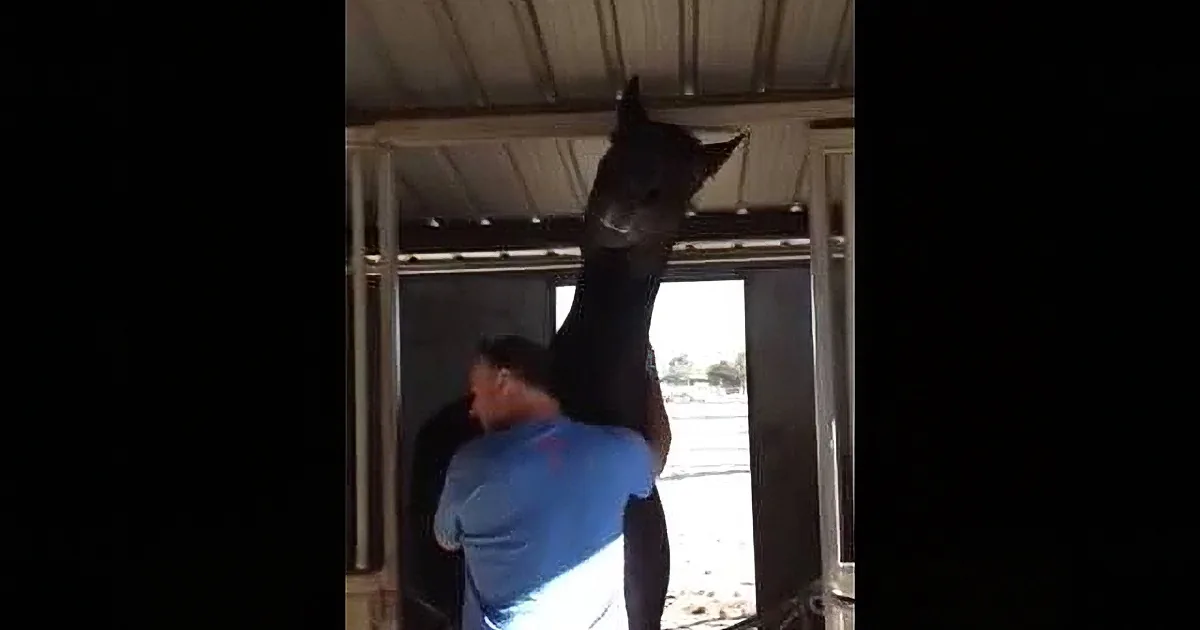 A man in a blue shirt is holding a black horse by its tail, standing in a stable.
